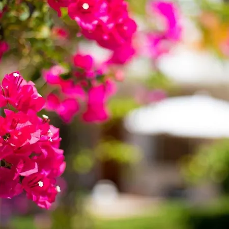 Bouganvillea * Port De Soller