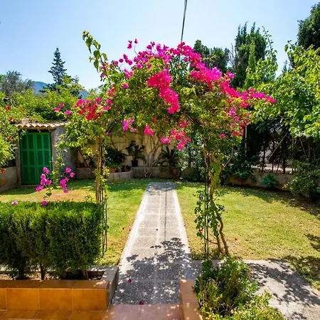 Bouganvillea *