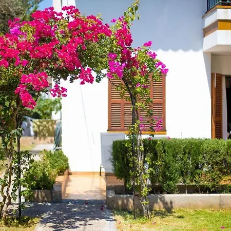 Bouganvillea * Puerto de Sóller